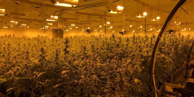 2300 Pflanzen - Zürcher Polizei hebt Indoor-Hanfanlage in Bülach ZH aus