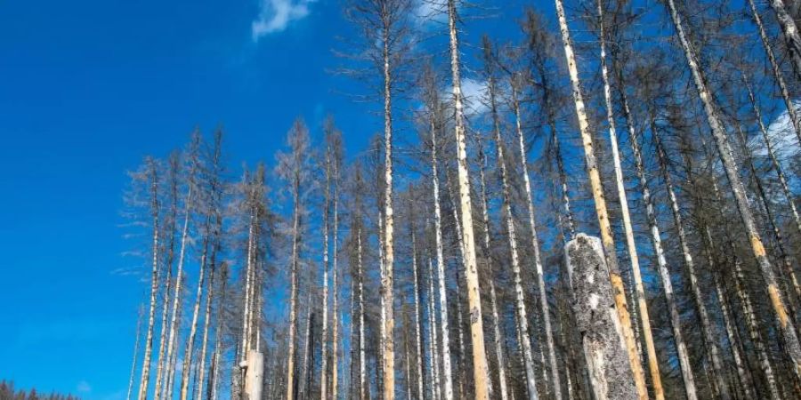 Schädlinge und die extreme Dürre haben in deutschen Wäldern massive Schäden angerichtet. Agrarministerin Klöckner will mindestens so viel Wald wieder aufforsten, wie in den vergangenen Jahren verloren gegangen ist. Foto: Klaus-Dietmar Gabbert