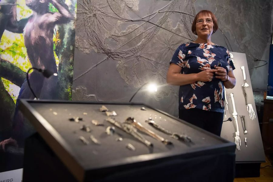 Vorstellung Fossilien-Funde in Tübingen