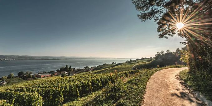 Der Murtensee verzaubert Wandervögel mit seinem mediterranen Charme. Murtensee