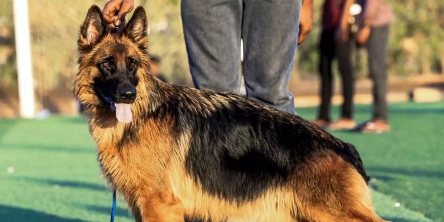 Symbolfoto eines Deutschen Schäferhundes