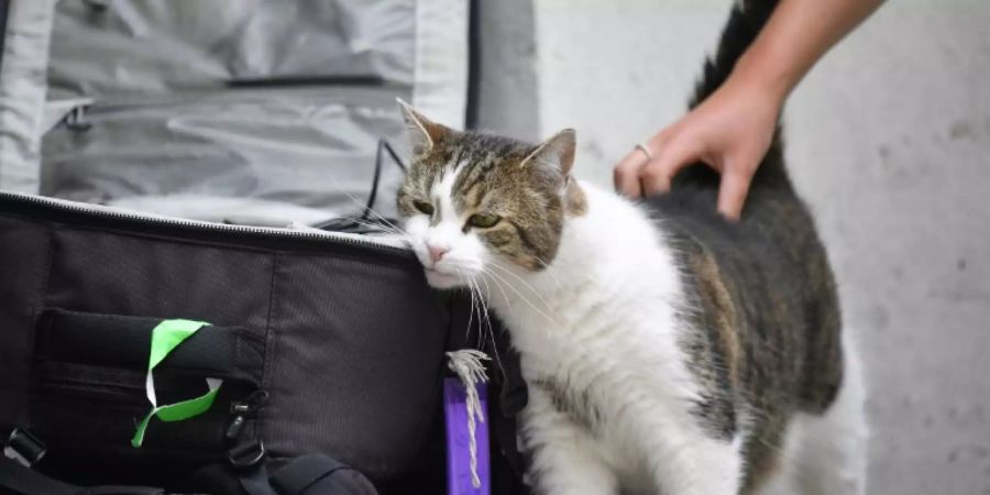 Katze erhält Streicheleinheiten