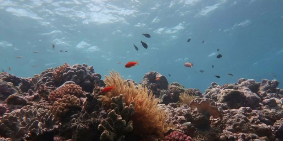 Great Barrier Reef