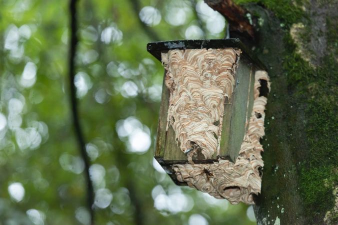 Diesem Brutkasten sollte man fern bleiben; Hornissen haben es in Beschlag genommen.