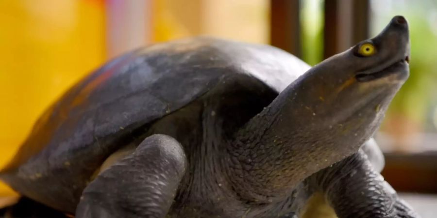 Schildkröte
