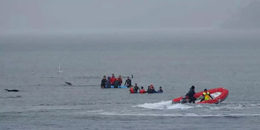 Rettungseinsatz für gestrandete Wale vor Küste von Tasmanien