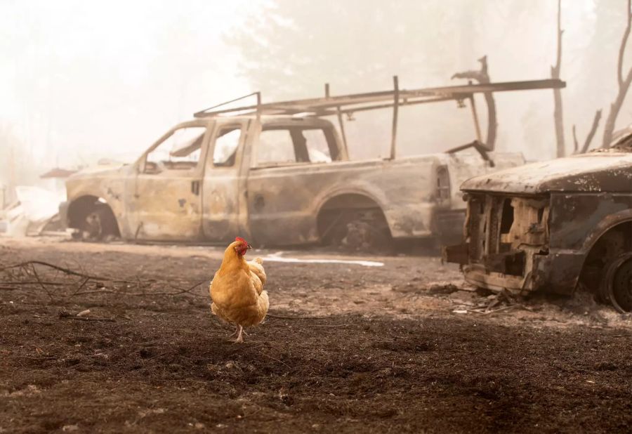 Ein Huhn wandert nach den Waldbränden durch verkohlte Überreste in der Nähe des zerstörten «Oregon Department of Forestry» im Nordwestern der USA.