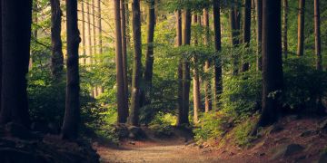 wald klimawandel budget ständerat