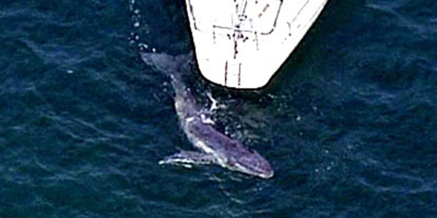Ein Wal nähert sich einem Boot im Meer nördlich von Sydney. (Archivbild)