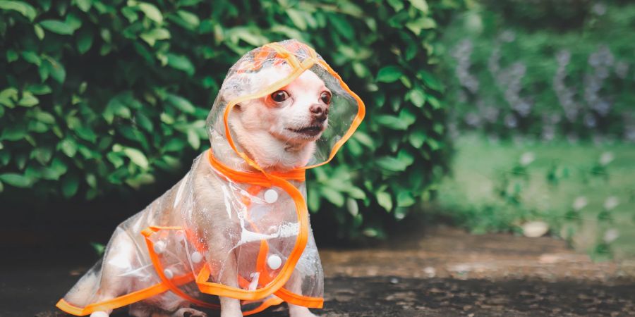 Hund mit Regenschutz