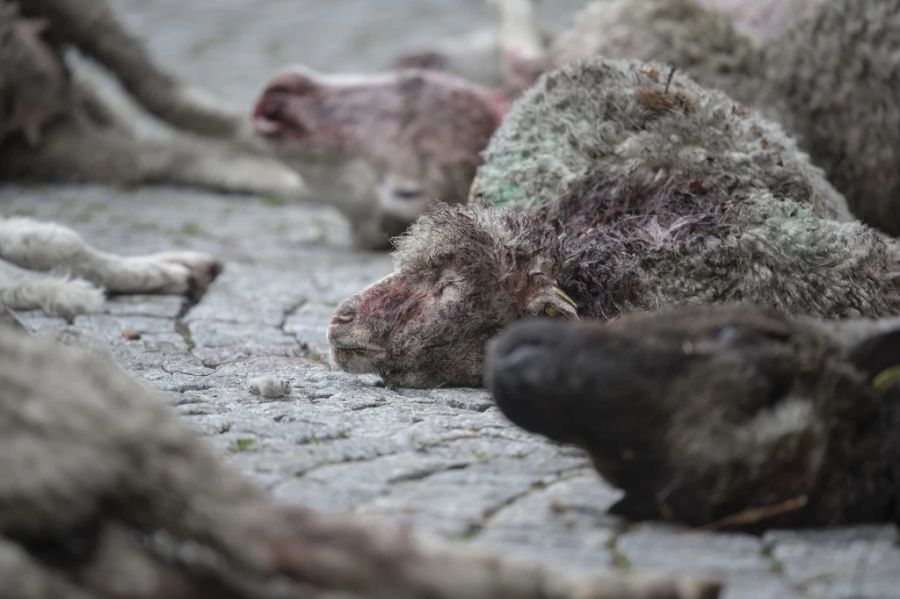 Gerissene Schafe liegen vor dem Tessiner Regierungsgebäude anlässlich einer Protestaktion von Tessiner Bauern gegen die Wolfspolitik der Tessiner Regierung. (Archivbild)