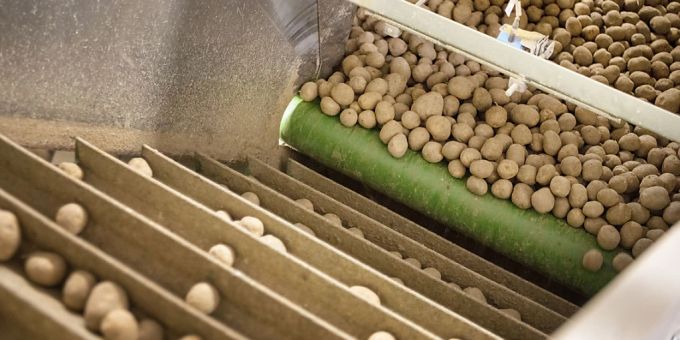 Wegen Wetter - Kartoffel-Bauern erwarten Ernterückgang von 30 Prozent
