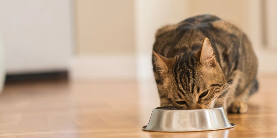 Die richtige Futtermenge ist entscheidend für die Gesundheit Ihrer Katze.