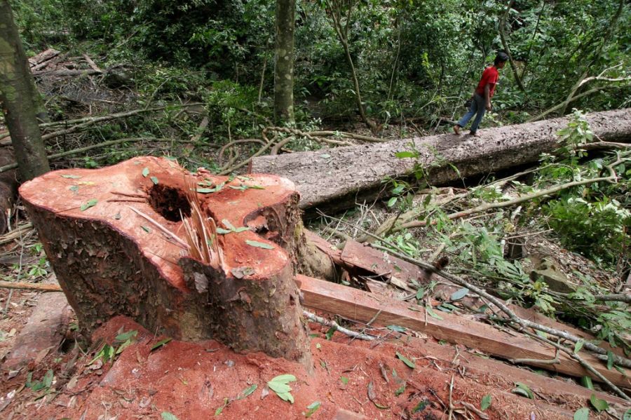 In Indonesien wird der Urwald weiterhin stark abgeholzt – oft auch illegal.