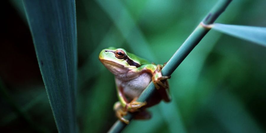 Der 2005 noch zu verschwinden drohende Laubfrosch gilt laut WWF heute «nur noch» als gefährdet. (Archivbild)