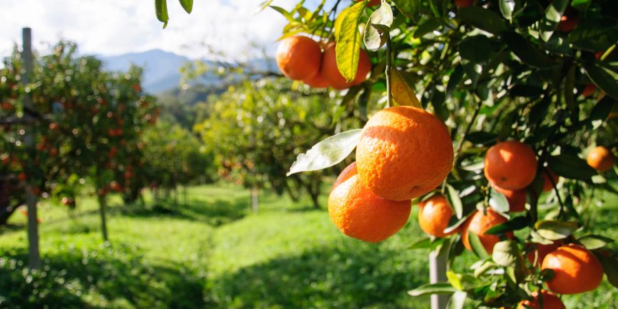 Vor allem in der kalten Jahreszeit werden wir durch Zitrusfrüchte mit den nötigen Nährstoffen und Vitaminen versorgt.