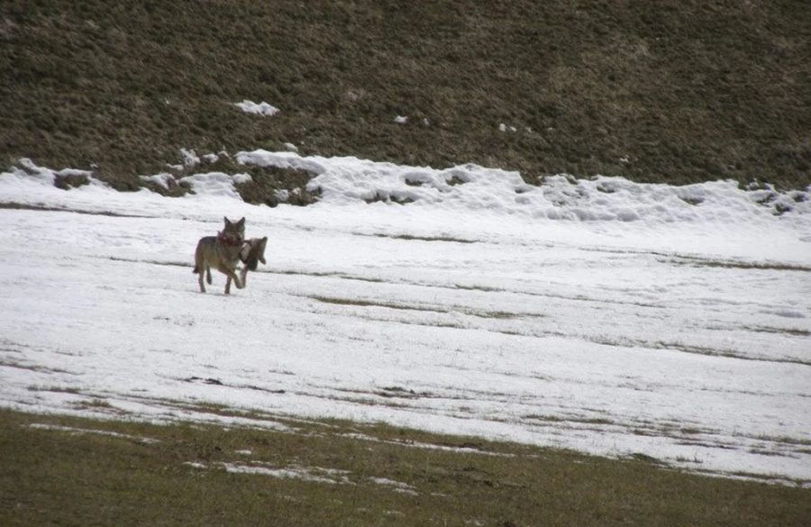 Das Gebiet um die Gemeinde Medel GR ist Territorium des Wolfsrudels Stagia. (Symbolbild)