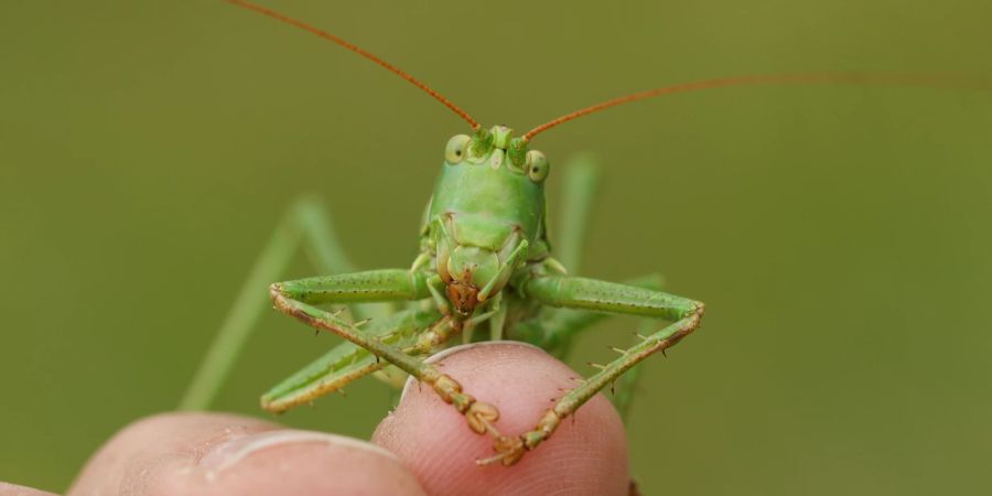 Heuschrecke auf Finger