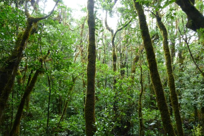 Der Nebelwald auf der spanischen Insel La Gomera gehört zu den letzten Urwäldern Europas. Wald Bruno Manser