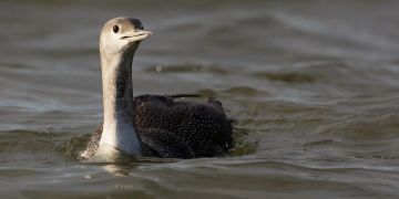 Sterntaucher