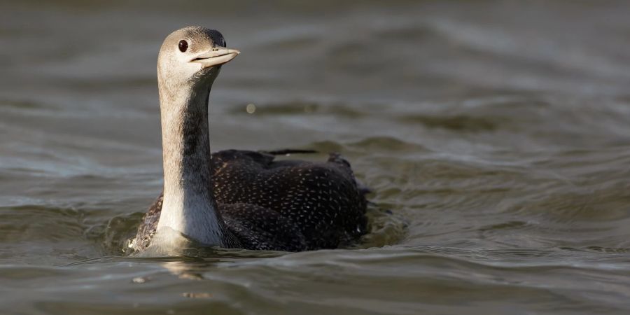 Sterntaucher