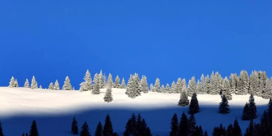 Schneedecke Bäume
