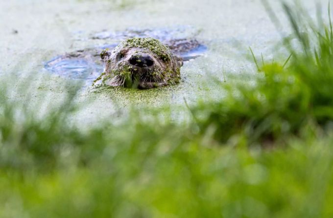 In Teichen Singapurs gehen Otter aktuell auf Jagd nach Koi-Karpfen. Otter Teich Singapur