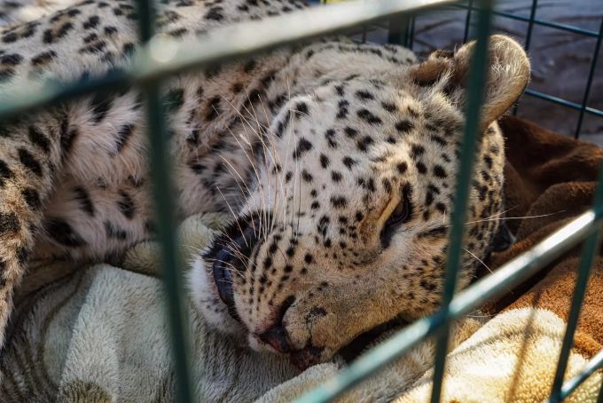 Ein männlicher Persischer Leopard liegt bewusstlos in einem Käfig im Zoo von Duhok. Persischer Leopard