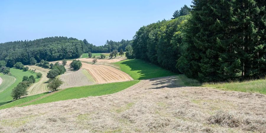 Landschaft mit Feldern, Heu und Bäumen bei Ersigen.