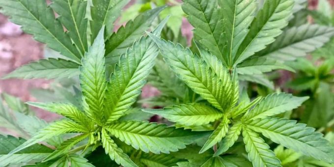 Der Cannabiskonsum bei jungen Erwachsenen ist zuletzt weiter gestiegen. Foto: Patrick Pleul/dpa-Zentralbild/dpa Der Cannabiskonsum bei jungen Erwachsenen ist zuletzt weiter gestiegen. Foto: Patrick Pleul/dpa-Zentralbild/dpa