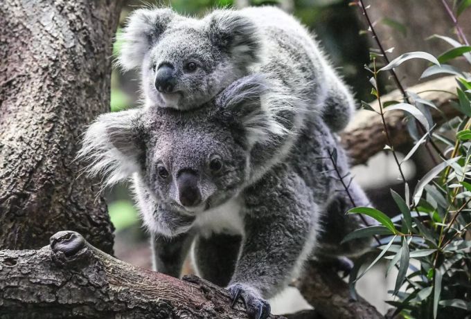 Im Koalahaus im Duisburger Zoo erblickten bereits über 30 Tiere das Licht der Welt. koala duisburg