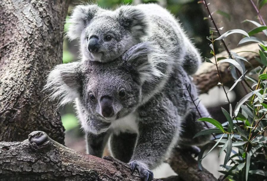 koala duisburg