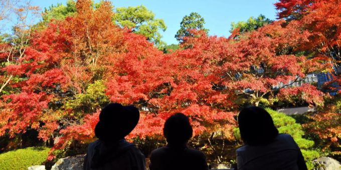Menschen bewundern die rot verfärbten Blätter im japanischen Kyoto. (Archivbild) momijigari