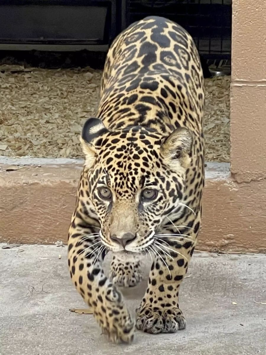 Jaguar