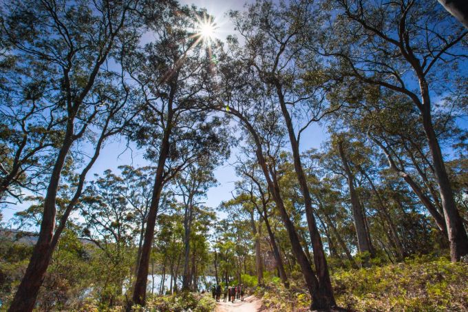 Klein ist der Mensch in dieser wilden Natur: Wanderer im Freycinet-Nationalpark. Wald und Weg