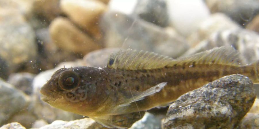 Die Forschenden stiessen während der Inventarisierungen der Schweizer Seen auf einige Überraschungen: Der Schleimfisch Cagnetta aus dem Lago Maggiore beispielsweise ist noch nicht eindeutig identifiziert. (Pressebild)