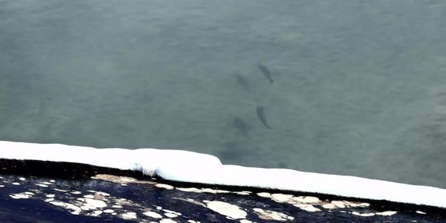 Fische schwimmen im kontaminierten Meerwasser. Foto: -/XinHua/dpa