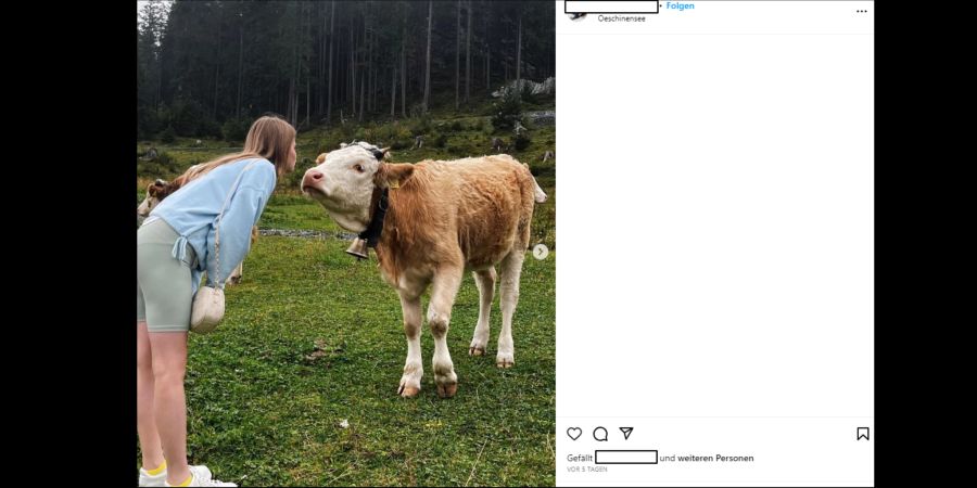 Fürs perfekte Instagram-Foto wagen sich Touristen nahe an Kühe heran.