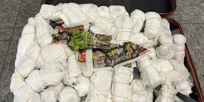 Festgenommen - 46 Kilo Khat am Flughafen Zürich ZH sichergestellt