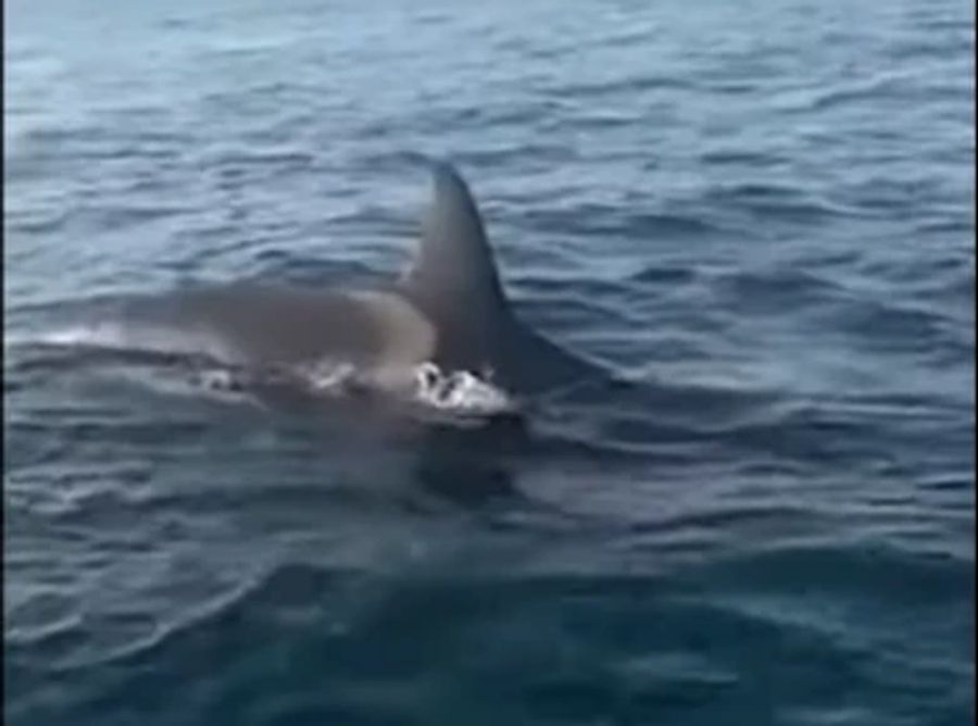 Seine Reise wurde jedoch von einer Orca-Gruppe unterbrochen, von denen zwei sein Boot angriffen.