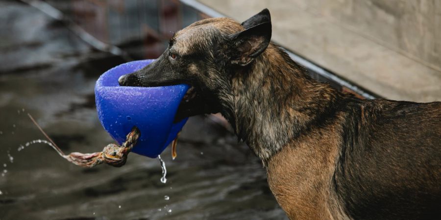 hund wasser