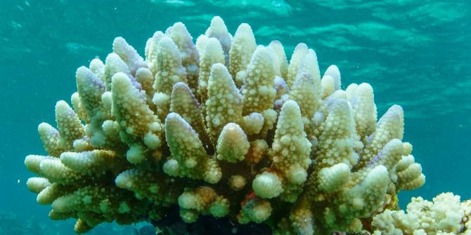 Massenbleiche am Great Barrier Reef