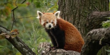 Kleiner Panda rot Baum