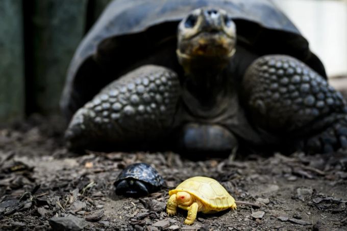 Die vom Aussterben bedrohten Schildkröten sind im Rahmen eines Artenschutzprogramms geboren. albino
