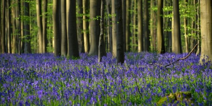Wilde Glockeblumen in einem Wald in Belgien Wilde Glockeblumen in einem Wald in Belgien