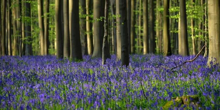 Wilde Glockeblumen in einem Wald in Belgien