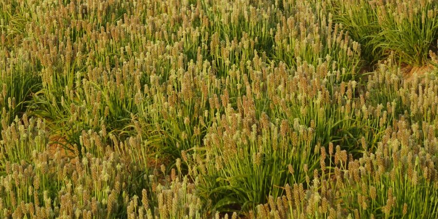 Flohsamen Pflanze Feld