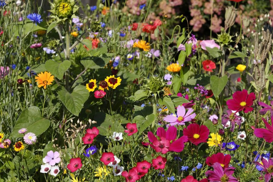 Wiese Blumen butn rot gelb grün rosa