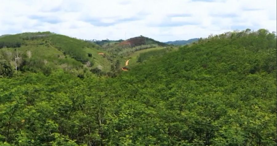 Auf Borneo sollen in den kommenden Jahren Millionen von Bäumen gepflanzt werden.