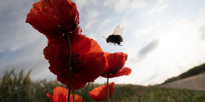 Eine Hummel fliegt Mohnblumen an, die von der Morgensonne beleuchtet werden. (Symbolbild) pfingsten 2025
